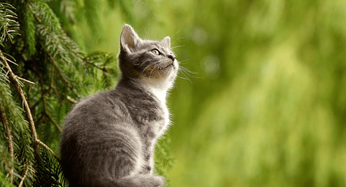 A beautiful Cat standing with a tree